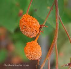 Attēlu rezultāti vaicājumam “Gymnosporangium sp.”