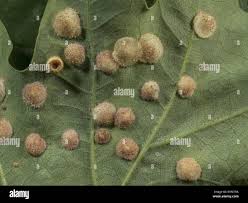 Attēlu rezultāti vaicājumam “Neuroterus quercusbaccarum”