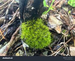 Attēlu rezultāti vaicājumam “Dicranales”