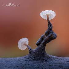 Attēlu rezultāti vaicājumam “Didymium proximum macro”