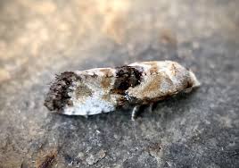 Attēlu rezultāti vaicājumam “Eupoecilia angustana”