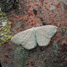 Attēlu rezultāti vaicājumam “Cabera exanthemata male”