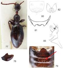 Attēlu rezultāti vaicājumam “Anthicidae”