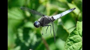 Attēlu rezultāti vaicājumam “Libellula fulva male”