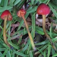 Attēlu rezultāti vaicājumam “Hygrocybe pseudoconica”