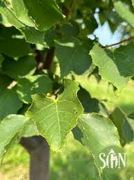 Attēlu rezultāti vaicājumam “Tilia cordata leaf”