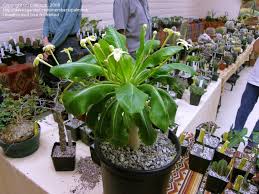 Image result for buaaambulancia