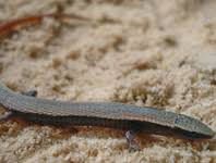 Image result for Rhinoptera brasiliensis