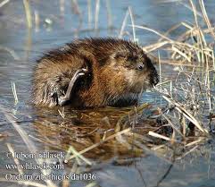 Attēlu rezultāti vaicājumam “Ondatra zibethicus”