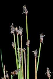 Attēlu rezultāti vaicājumam “Eleocharis uniglumis leaf”