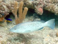 Image result for Mycteroperca microlepis