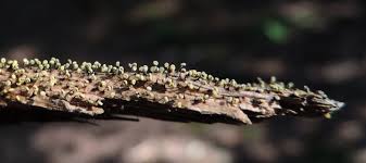 Attēlu rezultāti vaicājumam “Physarum murinum macro”