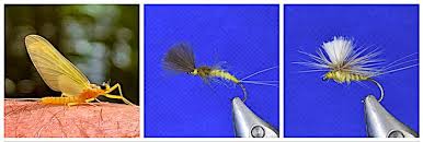 Attēlu rezultāti vaicājumam “Heptagenia sulphurea female”