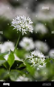 Attēlu rezultāti vaicājumam “Allium ursinum flower”