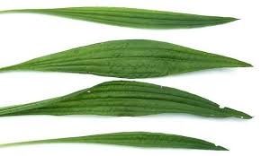 Attēlu rezultāti vaicājumam “Plantago lanceolata leaf”