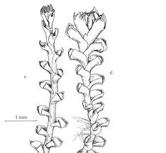 Attēlu rezultāti vaicājumam “Anastrophyllum minutum”