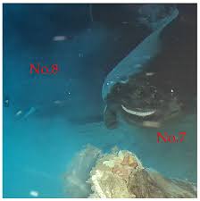 Image result for Somniosus pacificus