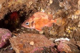 Image result for Sebastes fasciatus