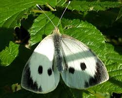 Attēlu rezultāti vaicājumam “Pieris brassicae female”