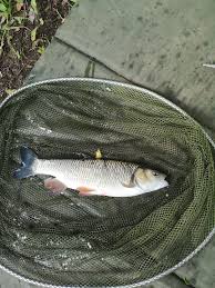 Image result for Weybridge Angling