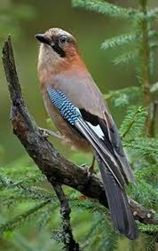 Attēlu rezultāti vaicājumam “Garrulus glandarius adult”