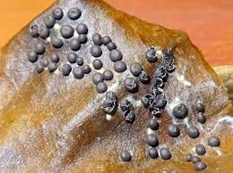 Attēlu rezultāti vaicājumam “Diderma montanum var. album spores”