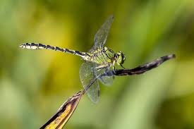 Attēlu rezultāti vaicājumam “Ophiogomphus cecilia”