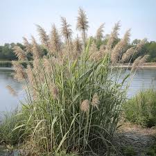 Attēlu rezultāti vaicājumam “Phragmites communis leaf”