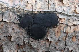 Attēlu rezultāti vaicājumam “Biscogniauxia granmoi”