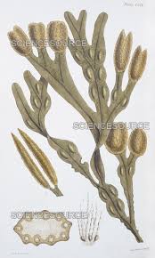 Attēlu rezultāti vaicājumam “Fucus vesiculosus”