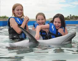 Image result for Adventure Dolphin