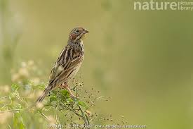 Image result for Emberiza fucata