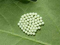 Attēlu rezultāti vaicājumam “Spilosoma lutea larva”