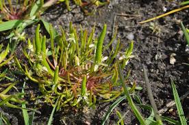 Attēlu rezultāti vaicājumam “Myosurus minimus”