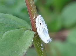 Attēlu rezultāti vaicājumam “Orthezia urticae”