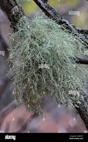 Attēlu rezultāti vaicājumam “Usnea filipendula”
