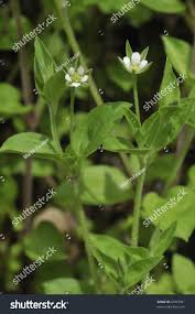 Attēlu rezultāti vaicājumam “Moehringia trinervia”