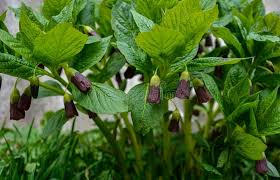 Attēlu rezultāti vaicājumam “Scopolia carniolica flower”