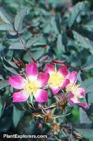 Attēlu rezultāti vaicājumam “Rosa glauca flower”