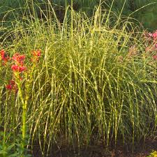 Image result for Miscanthus sinensis Zebrina