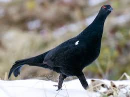 Attēlu rezultāti vaicājumam “Lycogala persicum macro”