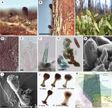 Attēlu rezultāti vaicājumam “Chaenotheca stemonea”