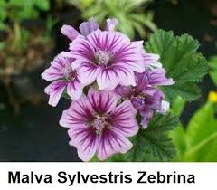 Image result for Malva sylvestris 'Zebrina'
