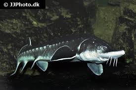 Image result for Acipenser oxyrinchus oxyrinchus