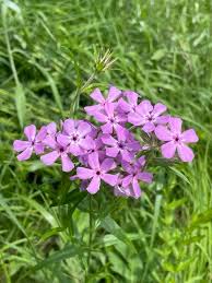 Attēlu rezultāti vaicājumam “Carex pilosa flower”