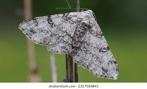 Attēlu rezultāti vaicājumam “Biston betularia”