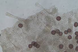 Attēlu rezultāti vaicājumam “Physarum compressum”