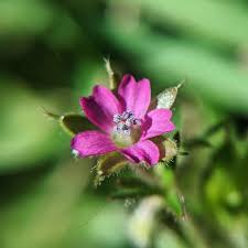 Attēlu rezultāti vaicājumam “Geranium dissectum leaf”