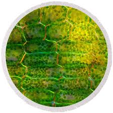 Attēlu rezultāti vaicājumam “Elodea canadensis leaf”