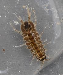 Attēlu rezultāti vaicājumam “Asellus aquaticus”